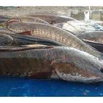 4 Manfaat Utama Untuk Tubuh Ketika Mengkonsumsi Ikan Gabus