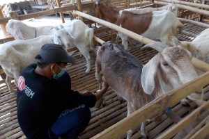 Proses Pembuatan Susu Kambing Etawa