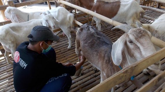 Proses Pembuatan Susu Kambing Etawa