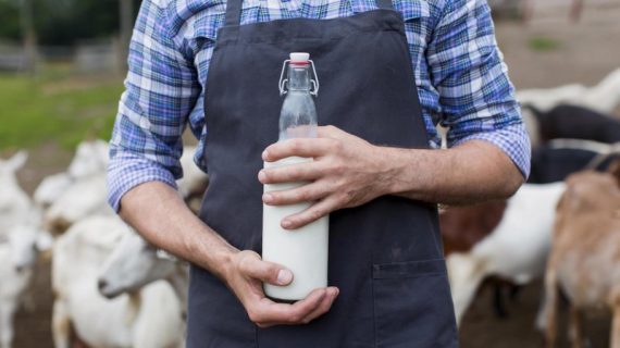 Lima Agen Susu Kambing Etawa Paling Dicari