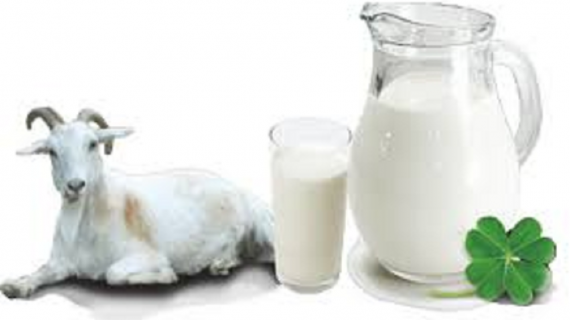 Susu Collagen Rendah Lemak, Nutrisi Baik untuk Kecantikan Kulit