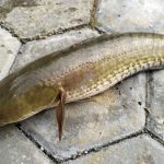 Tetap Aman Konsumsi Olahan Ikan Gabus dengan Tips Berikut