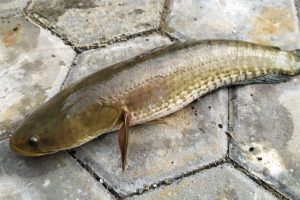 Tetap Aman Konsumsi Olahan Ikan Gabus dengan Tips Berikut