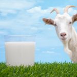 Kelebihan Konsumsi Susu Kambing untuk Memenuhi Kebutuhan Nutrisi