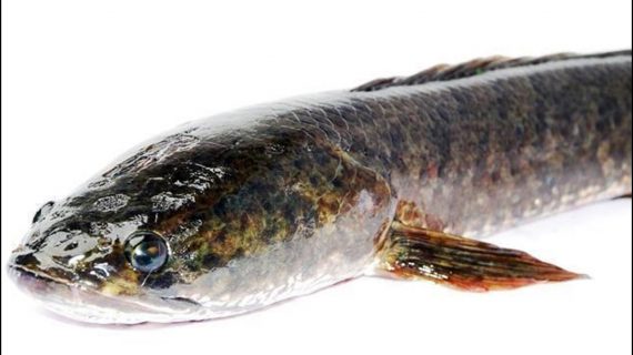 Ekstrak Ikan Gabus, Cara Mudah Mendapatkan Manfaat Ikan Gabus