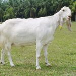 Konsumsi Susu Kambing Etawa, Menjaga Kesehatan Pencernaan dan Pernafasan