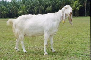 Konsumsi Susu Kambing Etawa, Menjaga Kesehatan Pencernaan dan Pernafasan