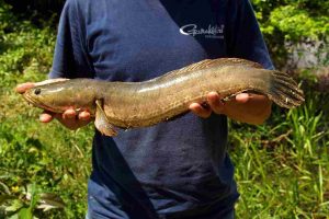 Manfaat Ikan Gabus untuk Kesehatan si Kecil