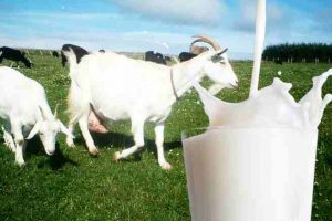 Konsumsi Susu Kambing Etawa Untuk Anak-Anak