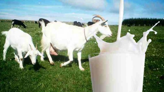 5 Ciri Khas Susu Kambing Etawa Berkualitas