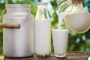 Berbisnis Susu Kambing Etawa Murni