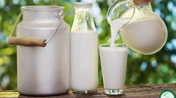 Susu Kambing Etawa, Minuman Berkhasiat untuk Diet