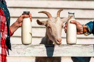 Susu Kambing Etawa Terbaik