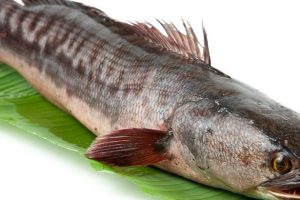 Manfaat Ekstrak Ikan Gabus Bagi Ibu Hamil