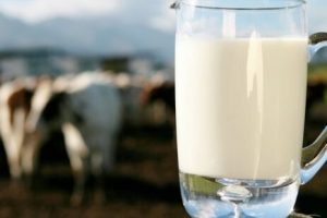 Tips Konsumsi Susu Kambing Etawa