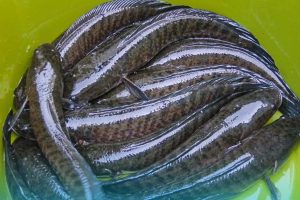 Siapa Sangka, Ikan Gabus Kaya Akan Manfaat untuk Kesehatan