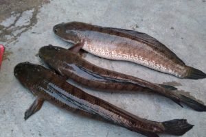 Ketika Mengkonsumsi Ekstrak Ikan Gabus, Khasiat Ini Akan Terasa