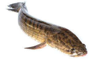 Manfaat Ekstrak Ikan Gabus untuk Menjaga Kesehatan Otot