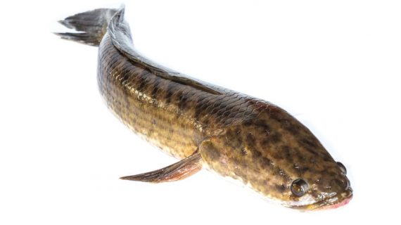 Manfaat Ekstrak Ikan Gabus untuk Menjaga Kesehatan Otot