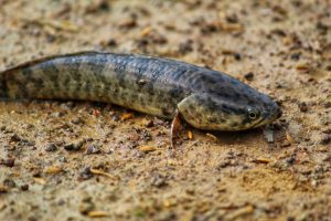 Manfaat Konsumsi Ikan Gabus Pasca Melahirkan