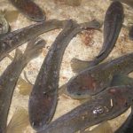 Manfaat Ikan Gabus untuk Melancarkan Produksi ASI
