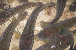 Manfaat Ikan Gabus untuk Melancarkan Produksi ASI