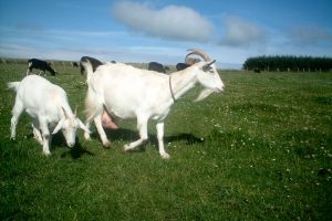 Susu Kambing Etawa Online