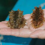 Gamat, Biota Laut Berwujud Seperti Timun yang Berkhasiat