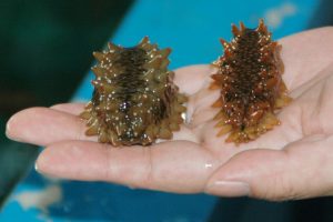 Gamat, Biota Laut Berwujud Seperti Timun yang Berkhasiat