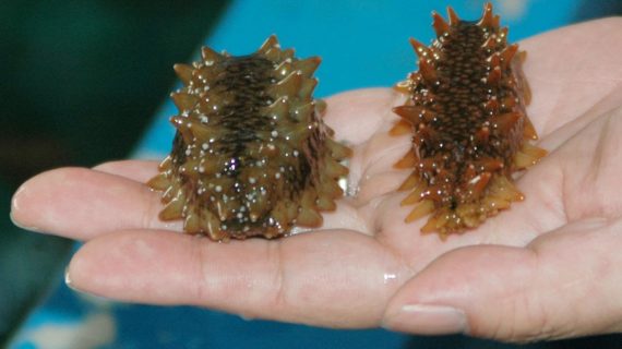 Gamat, Biota Laut Berwujud Seperti Timun yang Berkhasiat