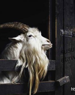 very-beautiful-white-goat-with-long-horns-beard-living-farm-dark-background